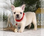 Small #3 French Bulldog