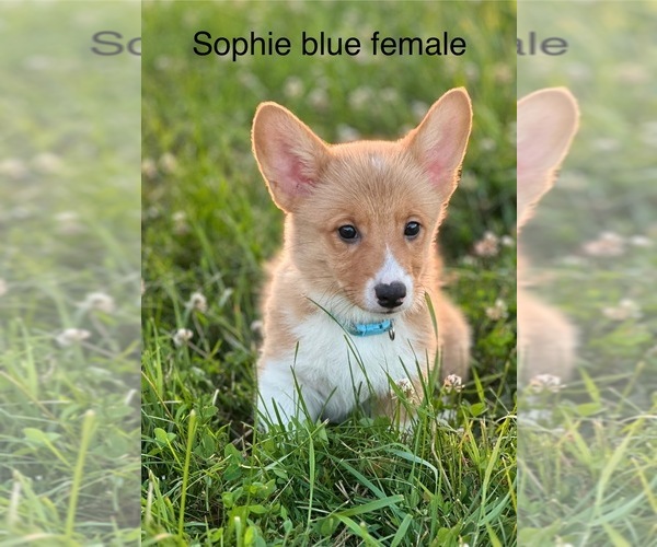 Medium Photo #5 Pembroke Welsh Corgi Puppy For Sale in WYOMING, IL, USA