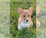 Small #4 Pembroke Welsh Corgi