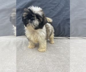 Shih Tzu Puppy for Sale in SAINT AUGUSTINE, Florida USA