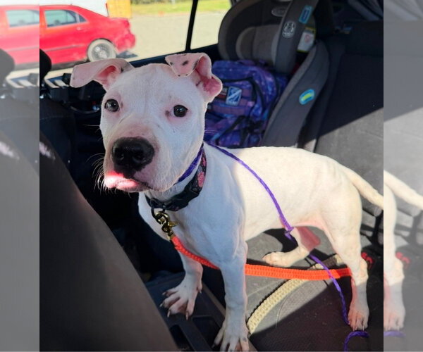 Medium Photo #4 American Staffordshire Terrier-Argentinian Mastiff Mix Puppy For Sale in Chester, VA, USA