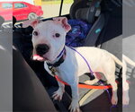 Small Photo #4 American Staffordshire Terrier-Argentinian Mastiff Mix Puppy For Sale in Chester, VA, USA