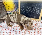 Small #23 Dachshund