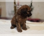 Small #5 Goldendoodle (Miniature)