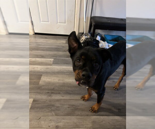 Medium Photo #1 Rottweiler-Unknown Mix Puppy For Sale in Oklahoma City, OK, USA