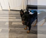 Small Rottweiler Mix