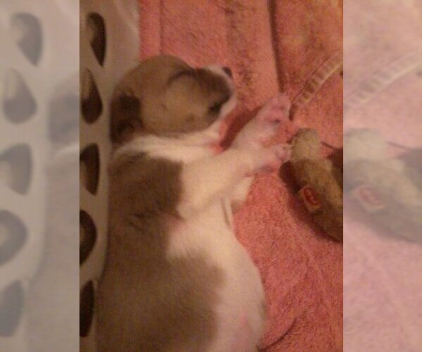 Medium Photo #21 Mutt Puppy For Sale in Rockaway, NJ, USA