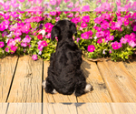 Small #4 Schnauzer (Miniature)