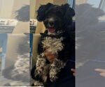 Small #2 Poodle (Miniature) Mix