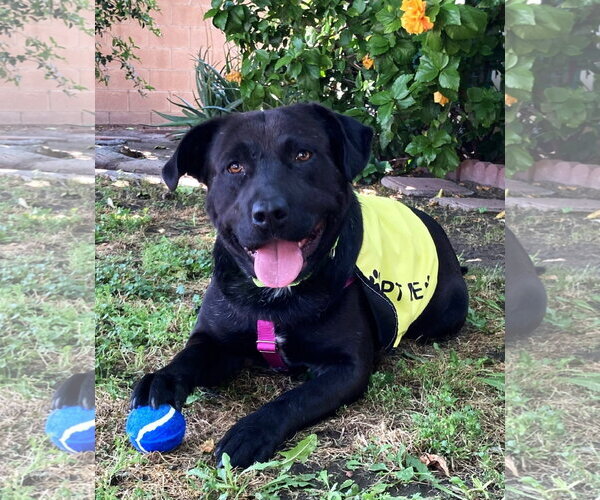 Medium Photo #9 Labrador Retriever-Unknown Mix Puppy For Sale in San Diego, CA, USA