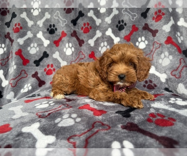 Medium Photo #1 Cockapoo (Miniature) Puppy For Sale in LAKELAND, FL, USA