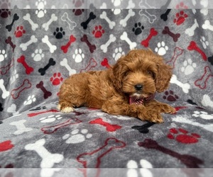 Cockapoo (Miniature) Puppy for sale in LAKELAND, FL, USA
