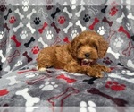 Small Cockapoo (Miniature)