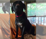 Small #2 Mutt