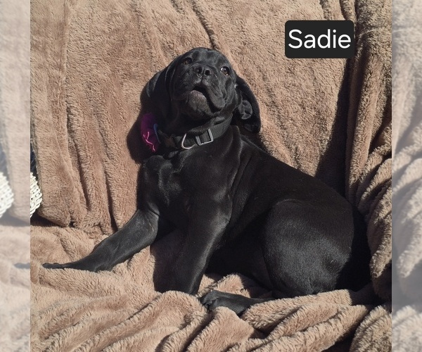 Medium Photo #2 Cane Corso Puppy For Sale in MINERAL WELLS, WV, USA