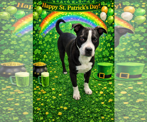 Mutt Dogs for adoption in Sistersville, WV, USA