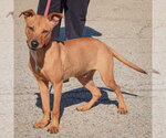 Small Photo #2 American Staffordshire Terrier-Vizsla Mix Puppy For Sale in Huntley, IL, USA