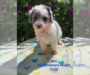 Poodle (Miniature) Puppy for Sale in SHIPSHEWANA, Indiana USA