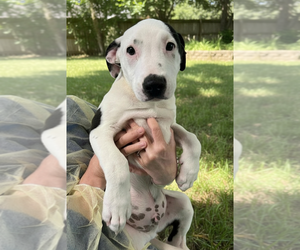 Mutt Dogs for adoption in Elmsford, NY, USA