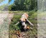 Small Photo #11 Mutt Puppy For Sale in Rustburg, VA, USA