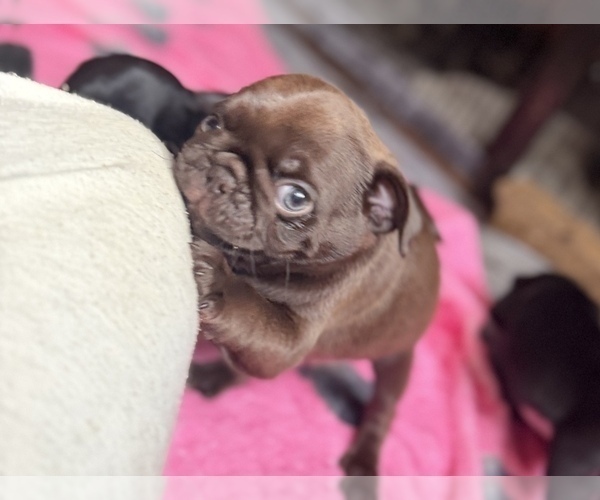 Medium Photo #12 Pug Puppy For Sale in BLOOMINGTON, IL, USA