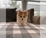 Small #2 Pomeranian