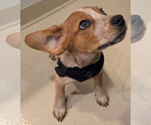 Medium Photo #1 Beagle Puppy For Sale in Dunnellon, FL, USA