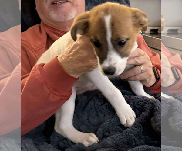Medium Photo #9 Jack Russell Terrier-Unknown Mix Puppy For Sale in Mechanicsburg, PA, USA