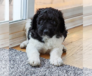 F2 Aussiedoodle Puppy for sale in PACIFICA, CA, USA