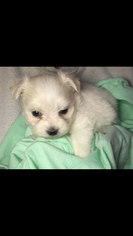 Maltese Puppy for sale in MOUNT AIRY, NC, USA
