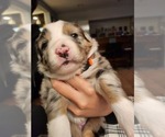 Small Photo #2 Australian Shepherd Puppy For Sale in FARMINGTON, CT, USA