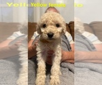 Small Photo #2 Goldendoodle Puppy For Sale in COVINGTON, TN, USA
