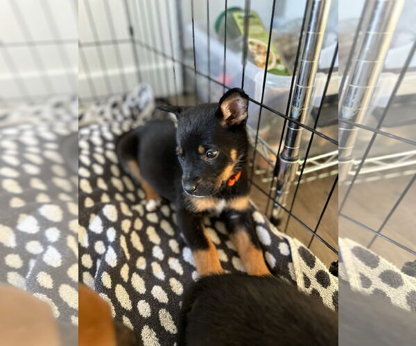 Medium Photo #7 German Shepherd Dog Puppy For Sale in Seattle, WA, USA