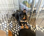 Small #6 German Shepherd Dog