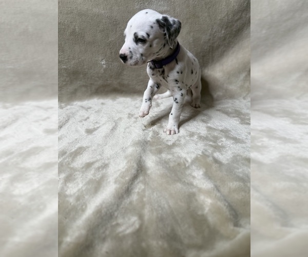 Medium Photo #5 Dalmatian Puppy For Sale in FORT WORTH, TX, USA