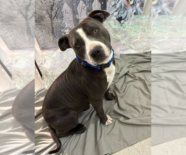 Medium Photo #2 Mutt Puppy For Sale in Bryant, AR, USA