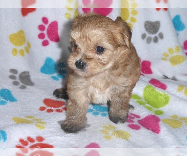Medium Photo #15 Morkie Puppy For Sale in ORO VALLEY, AZ, USA