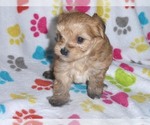 Small Photo #15 Morkie Puppy For Sale in ORO VALLEY, AZ, USA