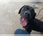 Small #1 Labrador Retriever Mix