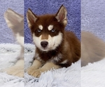 Small #1 Siberian Husky