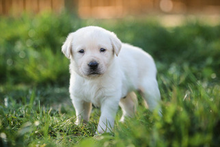 Labrador Retriever Puppy for sale in BUCKEYE, AZ, USA