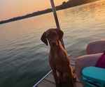 Small Photo #1 Vizsla Puppy For Sale in PINCKNEY, MI, USA
