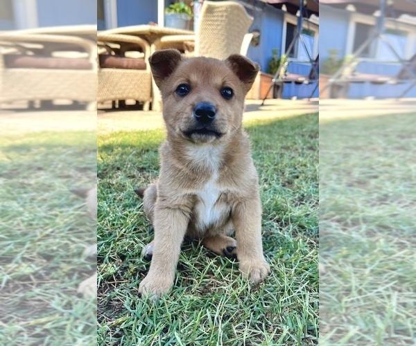 Medium Photo #15 Australian Cattle Dog Puppy For Sale in RAMONA, CA, USA