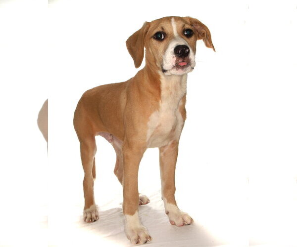 Medium Photo #5 Mutt Puppy For Sale in Oakland Park, FL, USA