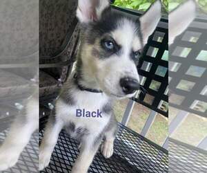 Siberian Husky Puppy for sale in CANTON, CT, USA