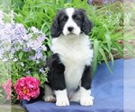 Small Photo #6 Miniature Bernedoodle Puppy For Sale in GORDONVILLE, PA, USA