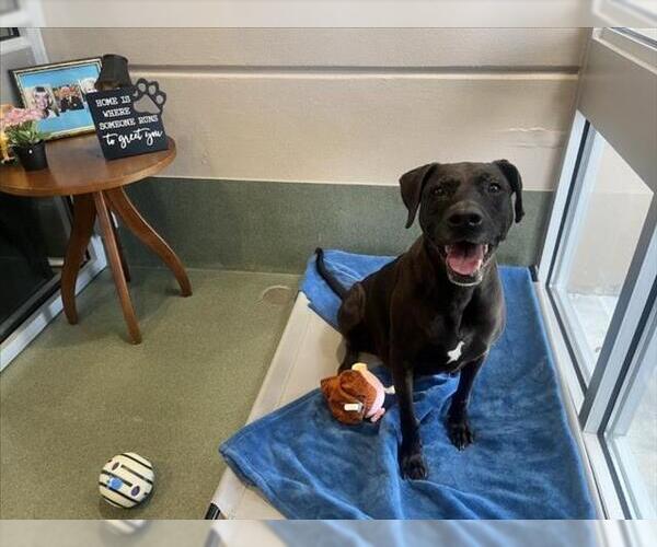 Medium Photo #3 Labrador Retriever-Unknown Mix Puppy For Sale in Plano, TX, USA