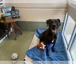 Small #2 Labrador Retriever Mix