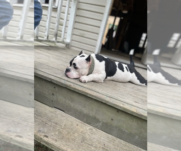 Medium Photo #1 American Bully Puppy For Sale in FLORENCE, SC, USA
