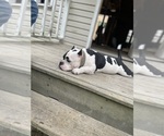 Small Photo #1 American Bully Puppy For Sale in FLORENCE, SC, USA